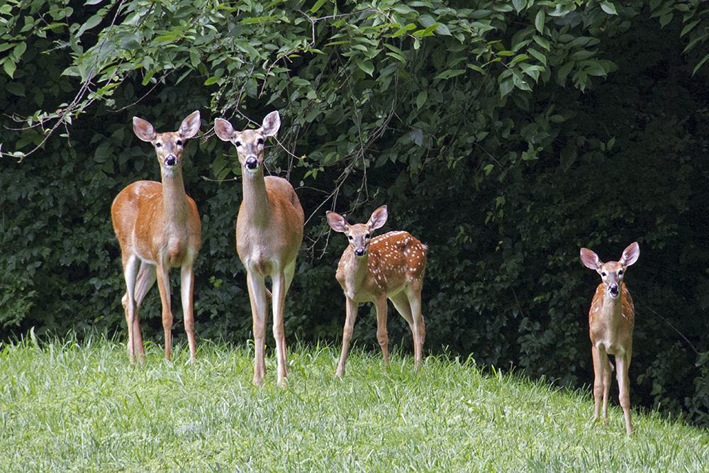 The Hosta Eaters